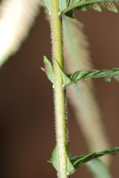 Base of pinnae