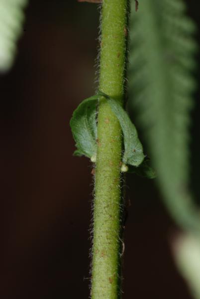 Reduced pinnae on stipe