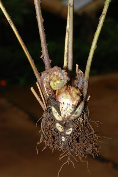 Transverse section through rhizome