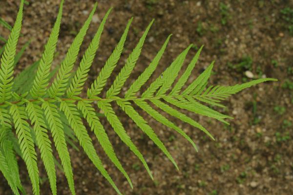 Apex of frond