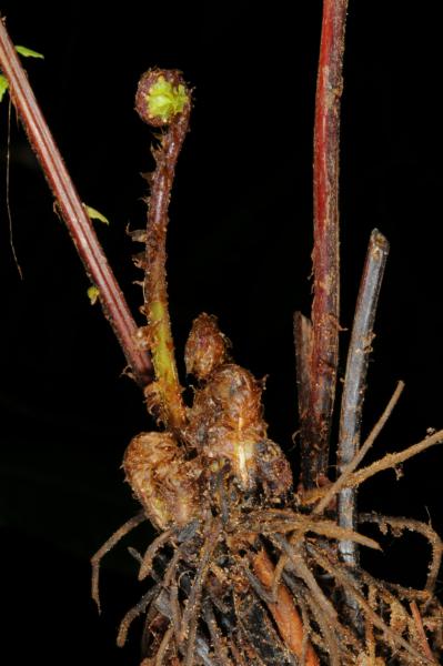 Rhizome