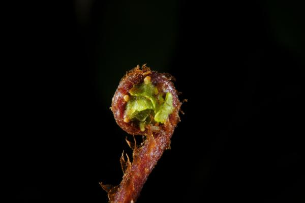 Crozier