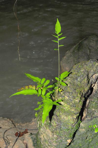 Habit