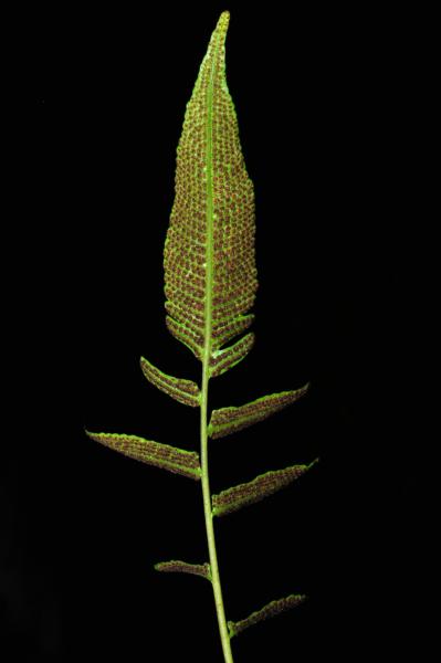 Fertile frond