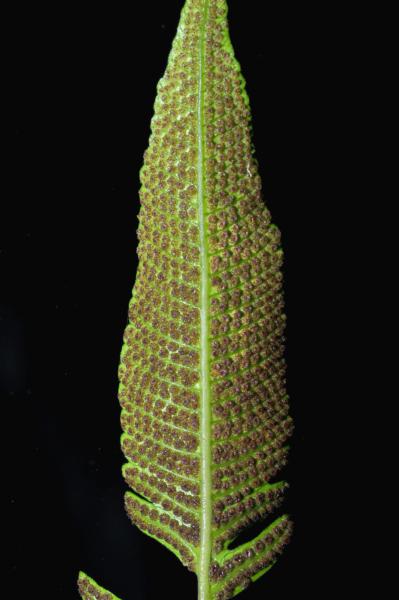 Sori