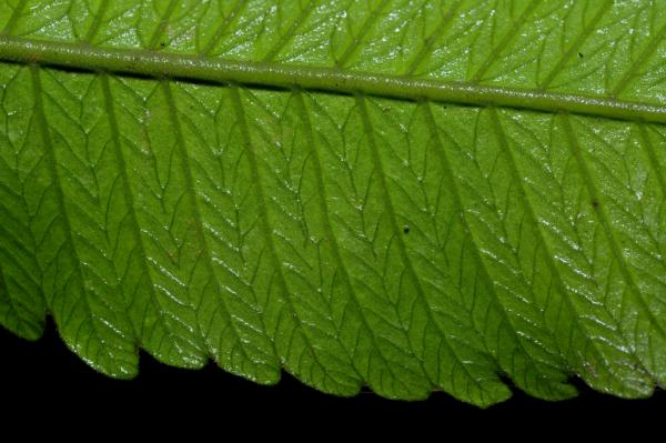 Venation