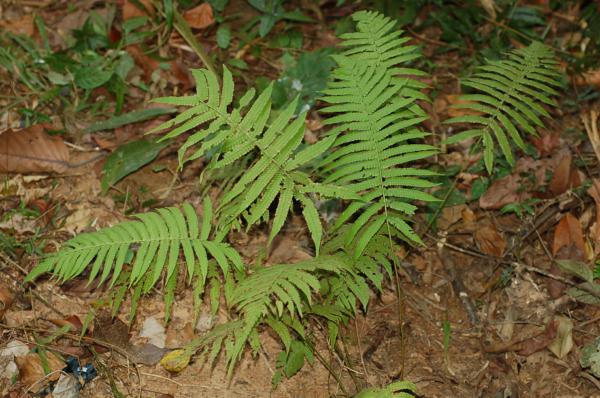 Habit