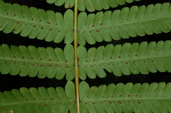 Lower surface of rachis and pinnae