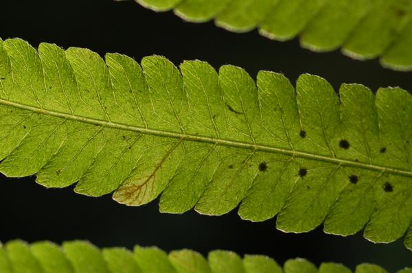 Venation