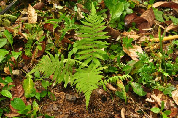 Habit