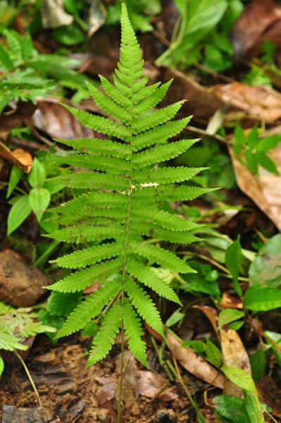 Frond