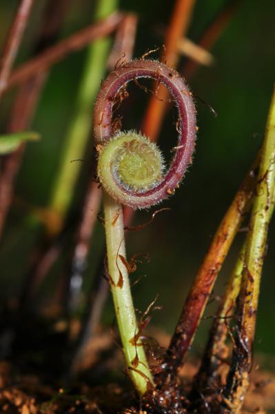 Crozier