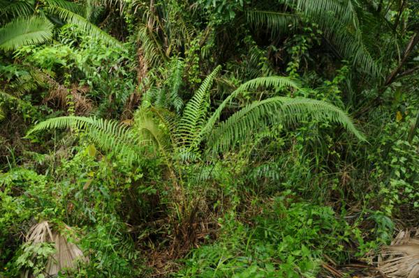 Habit