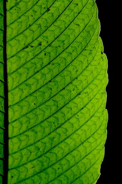 Venation