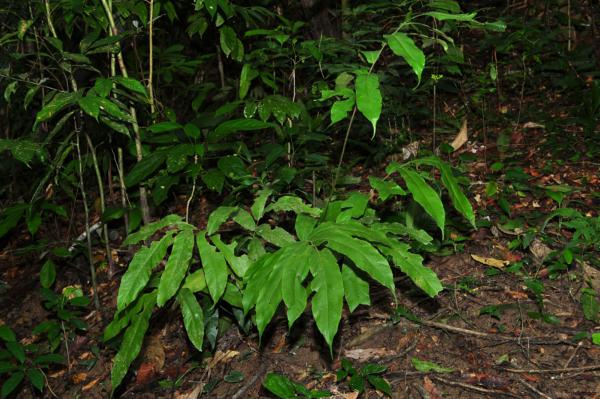 Habit