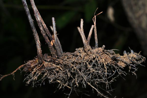 Rhizome