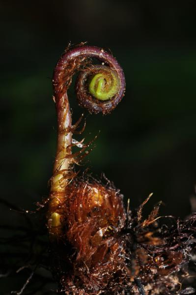 Crozier