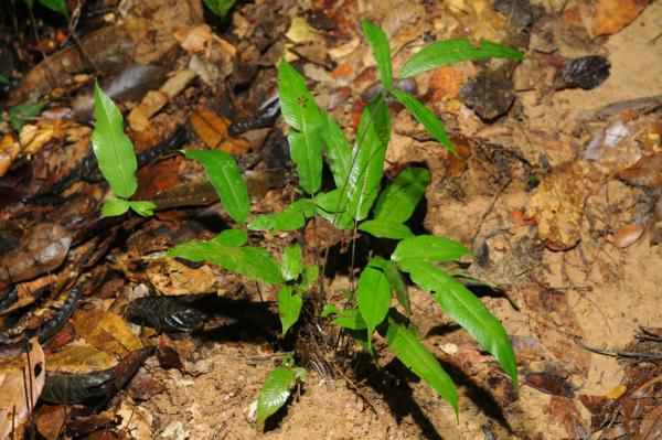 Habit