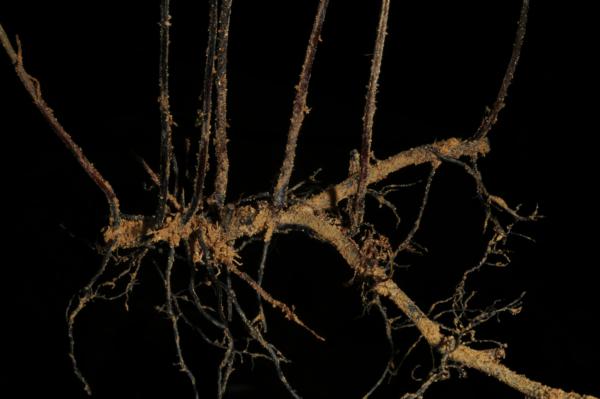 Rhizome