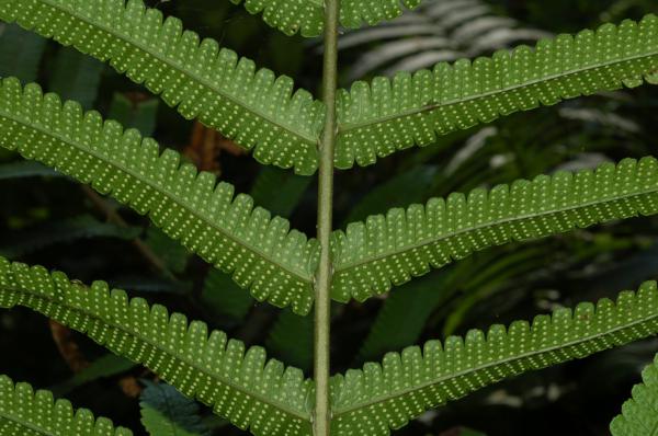 Distribution of sori on pinnae