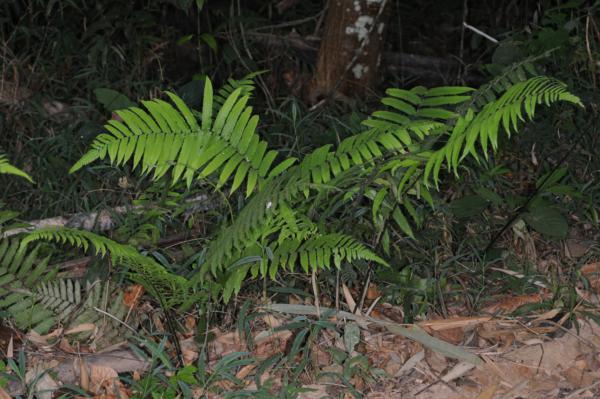Habit