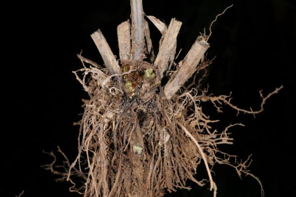 Rhizome