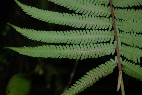 Lower surface of pinnae