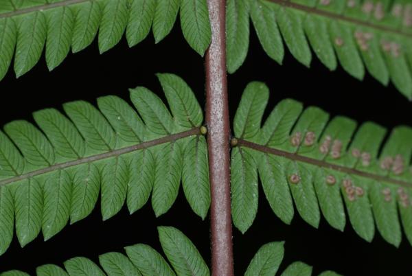 Lower surface of rachis and pinnae