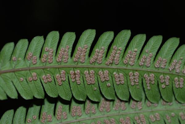 Lower surface of pinnae and young sori
