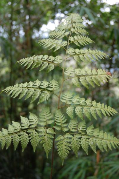 Frond