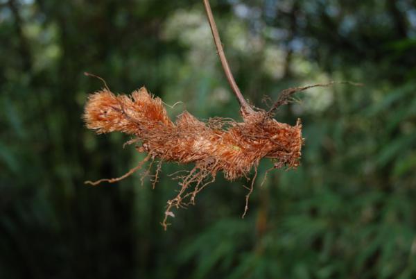 Rhizome
