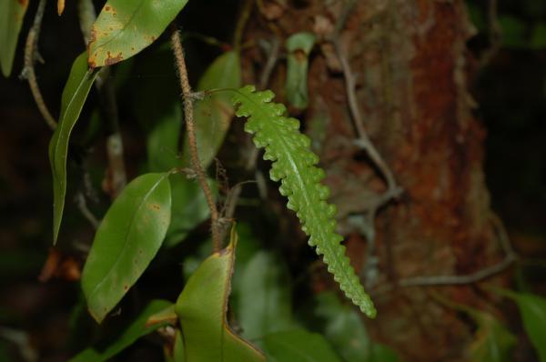 Sterile and fertile fronds