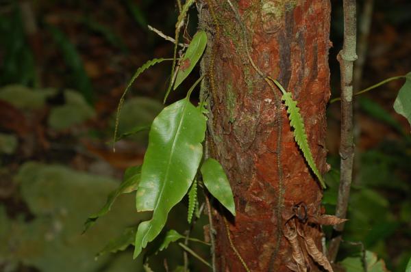 Habit