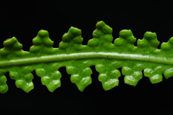 Upper surface of fertile frond