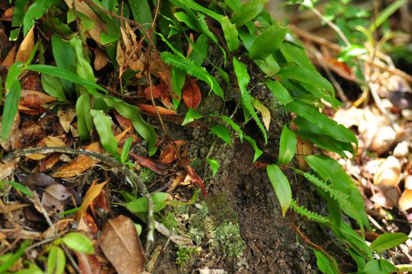 Habit