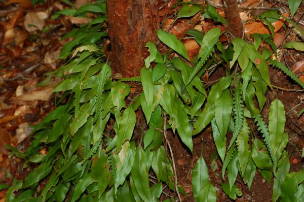 Habit