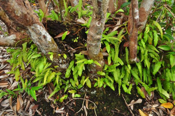 Habit