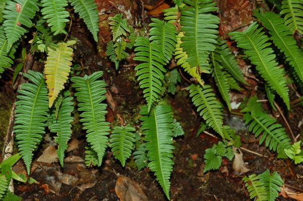 Habit