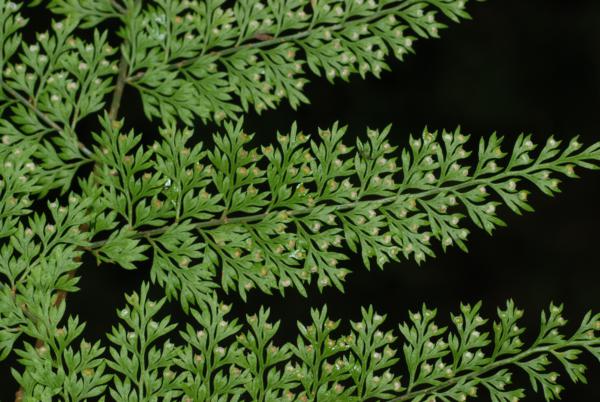 Lower surface of lamina and sori