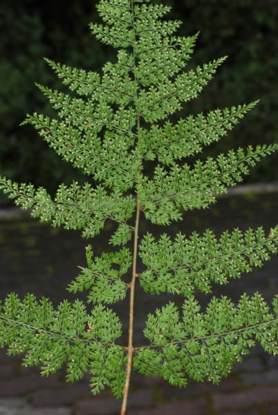 Frond