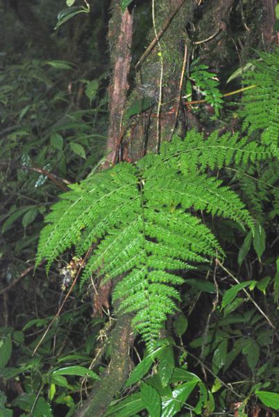 Habit