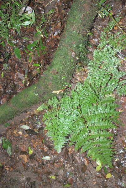 Habit