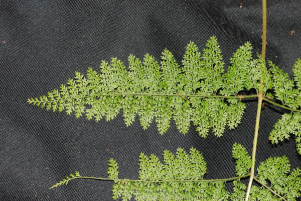 Pinna and rachis