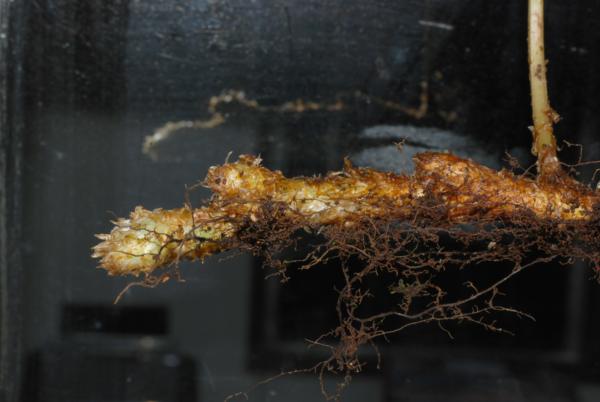 Rhizome