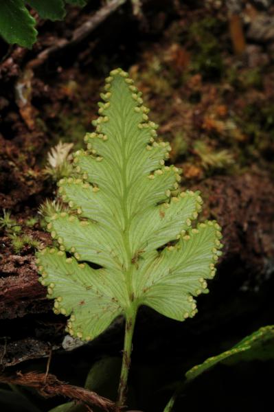 Frond from beneath