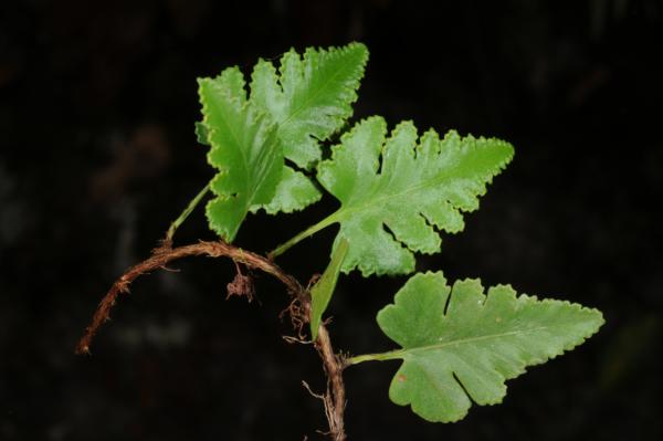 Rhizome and fronds from above