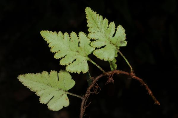 Rhizome and fronds from beneath
