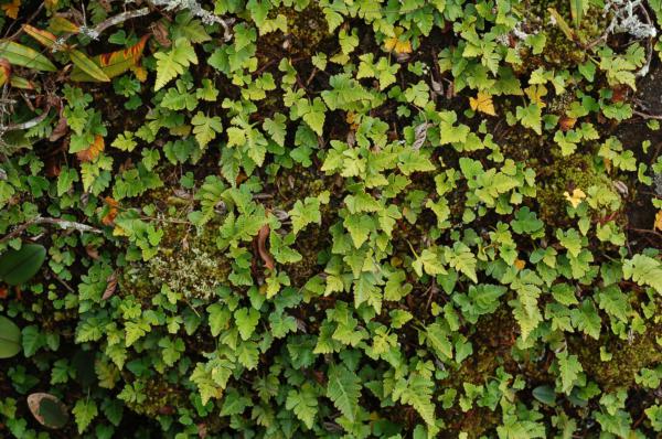 Habit