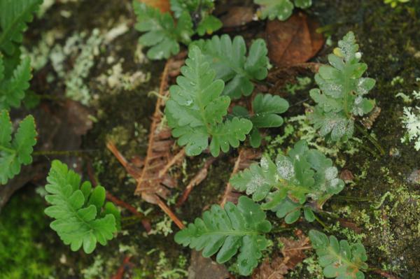 Habit