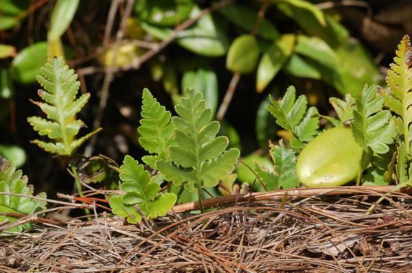 Habit